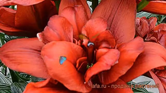 Лилия азиатская махровая (lilium Asiatic Canary Wharf) ? лилия обзор: как сажать луковицы лилии