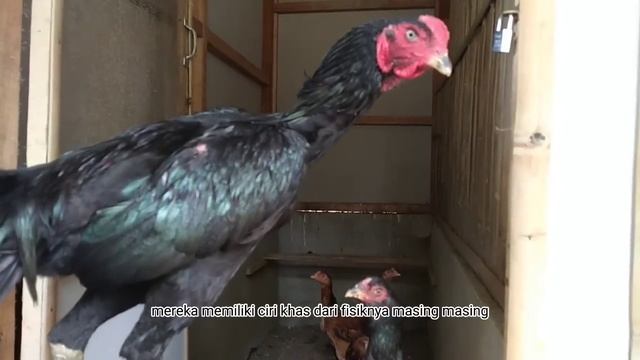 Terpopuler‼️Inilah Jenis-jenis Terbaik Ayam Import Paling Populer Di Indonesia смотреть онлайн