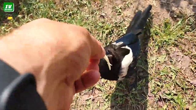 Сорока белобока. Пальцы в рот не клади :)