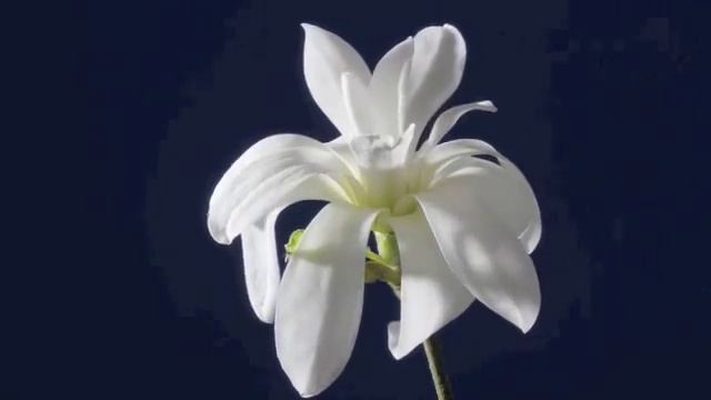 Magnolia stellata time-lapse смотреть онлайн
