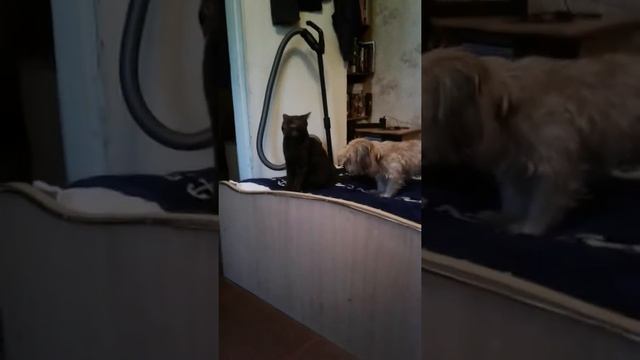 Собака подставляет жопу коту смотреть онлайн