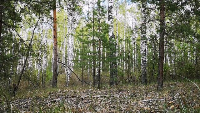 БЕЛЫЙ ШУМ ПРИРОДЫ ДЛЯ СНА смотреть онлайн