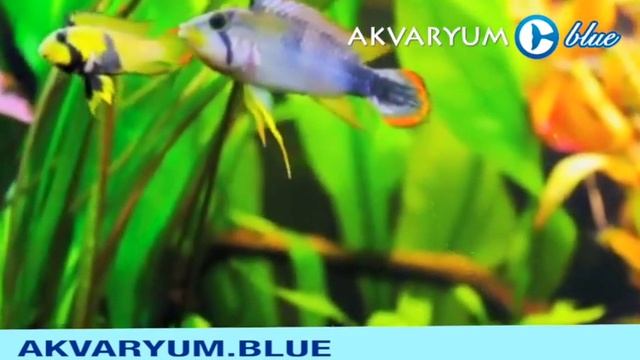 Apistogramma panduro - Pandurini смотреть онлайн