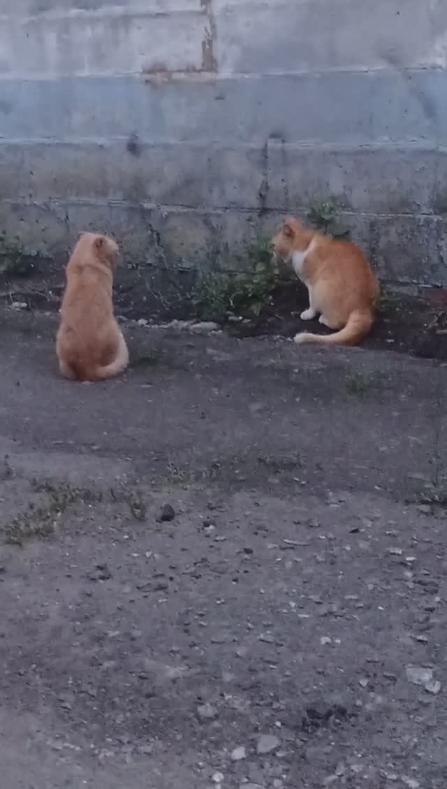 Персик вырос, хозяин ? смотреть онлайн