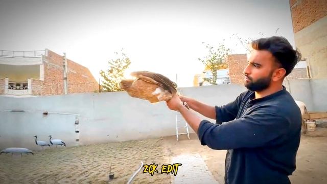 POWER OF SABTAIN Ft Shehr Main Dihat | Shehr Main Dehat video Editing | Zck Edit смотреть онлайн