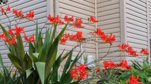 Montbretia / Lucifer Crocosmia /Hammingbirds Favorite