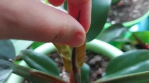 Долго не раскрывается лист у филодендрона