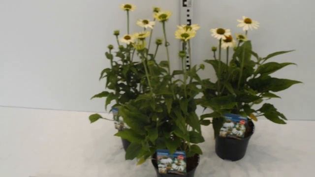 Retail Availability List for our Garden Centre customers: Echinacea White Swan 2L смотреть онлайн