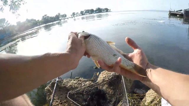 Карп на горох. Карась на хлеб. Июльский карп смотреть онлайн