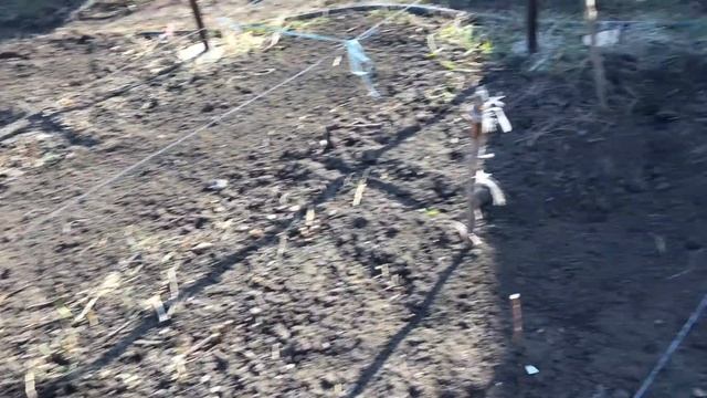 Малина маравилла ,как выростить корень когда нет воды смотреть онлайн