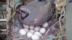 Кеклик (или Каменная Куропатка) описание и характеристики