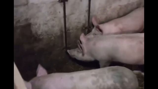 Почему мы не пьем свиное молоко? смотреть онлайн