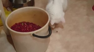 Влог. Брусника.Полезные свойства.Почему брусника так полезна?Чистим ягоды.У мамы в гостях