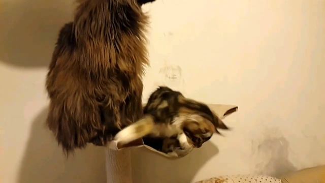 Два друга куна Шейх и Ян ловят мух смотреть онлайн