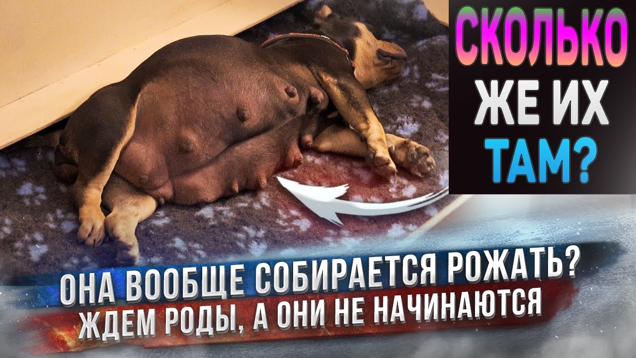 Никак не начинаются роды у собаки...⏳ Начинаем переживать!? смотреть онлайн