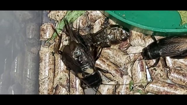 Пение сверчка. Не путайте его с кузнечиками и цикадами. смотреть онлайн