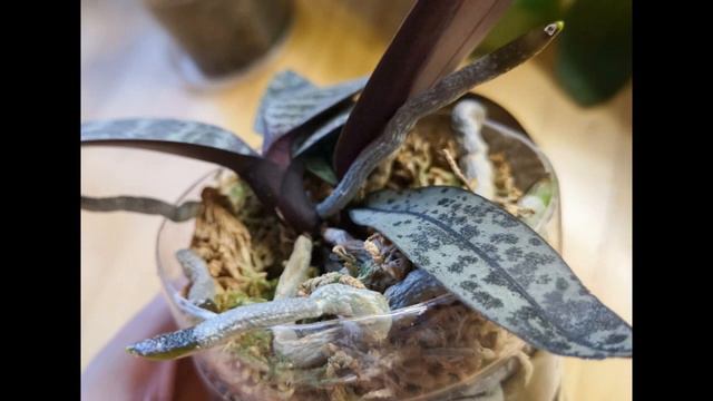 Моменты из жизни моих орхидей: листики, корешочки, ростики... 🌿🌱 смотреть онлайн