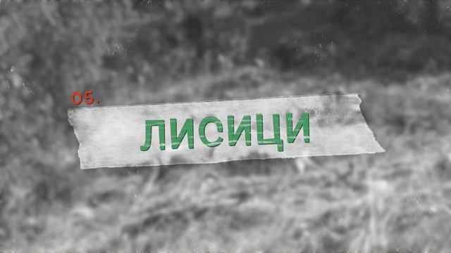 Топ 10 СТРАННИ ЗВУЦИ от познати животни, които НЕ СТЕ ЧУВАЛИ до сега смотреть онлайн