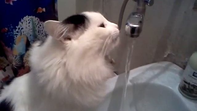 Кошка пьёт так