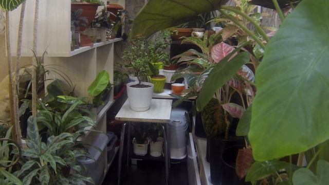 Комнатные растения. Цветочные будни. Что интересного? смотреть онлайн