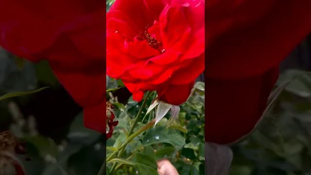 Роза "Гала" смотреть онлайн