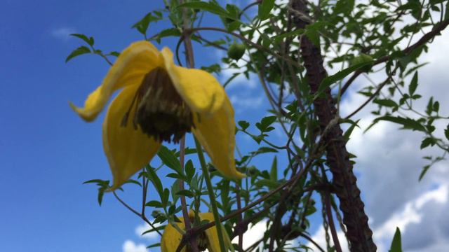 Клематис Тангутский сорт Билл Маккензи(Clematis Bill MacKenzie). смотреть онлайн