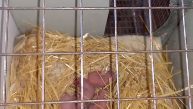 Quyon Boqish & Reks Yaponimiz Bolaladi