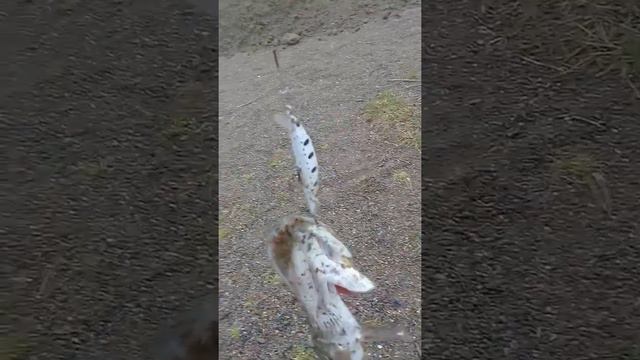 Щука в енисее смотреть онлайн