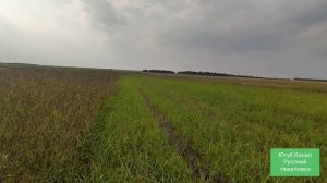 СОРГО (суданская трава). Технология выращивания. Кормовая однолетняя культура.