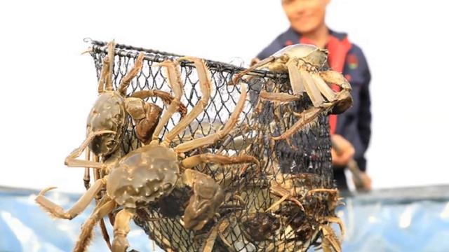 Разведение крабов в домашних условиях как бизнес идея смотреть онлайн