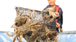 Разведение крабов в домашних условиях как бизнес идея