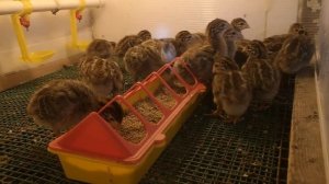 Бройлерная цесарка 7 дней, 1 неделя