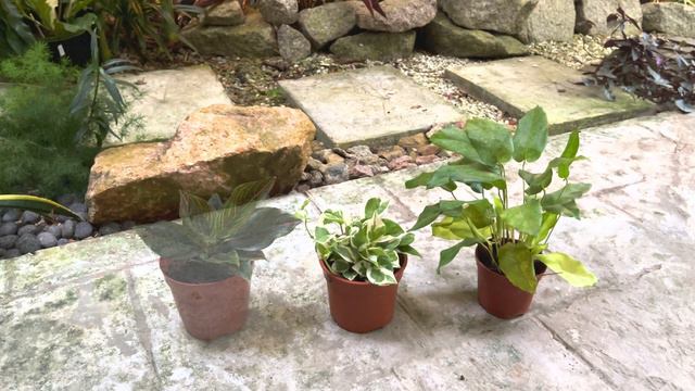 1237 Garden - VLOG 18 - Quick Houseplants Repotting смотреть онлайн