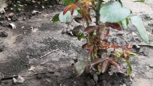 Роза Керио.Формирование куста/Rose Kerio