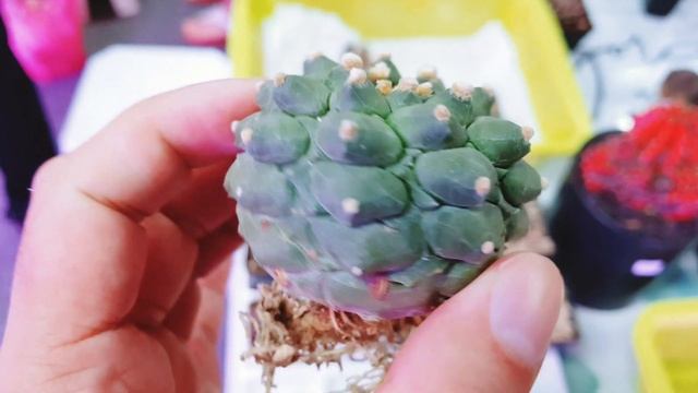 Astrophytum Kikko Nudum - Beautiful ribs!!! смотреть онлайн