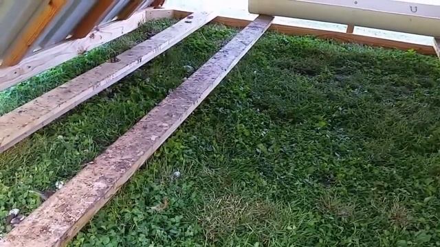 Growing out New Hampshire chickens смотреть онлайн