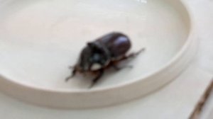 Жук носорог.