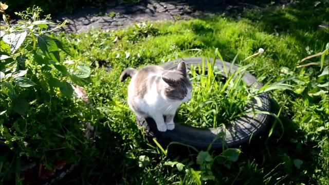 Тасины проделки/ 8 рулонов , 8 !!!!! / как грамотно закосить от наказания - мастер-класс от Таси))) смотреть онлайн