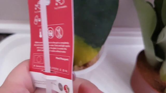 САНСЕВИЕРИИ сортовые почтой МАСОНИАНА сансевиерия ПЕРЕСАДКА ПОЛИВ sansevieria| про рекламу !!! смотреть онлайн