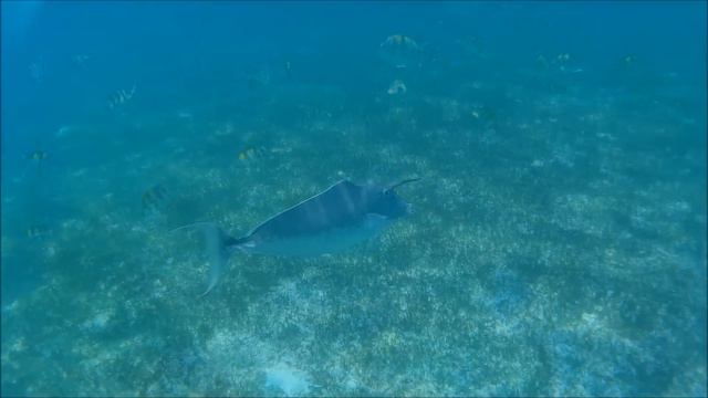 Kuredu Island - Maldives - February 2016 смотреть онлайн