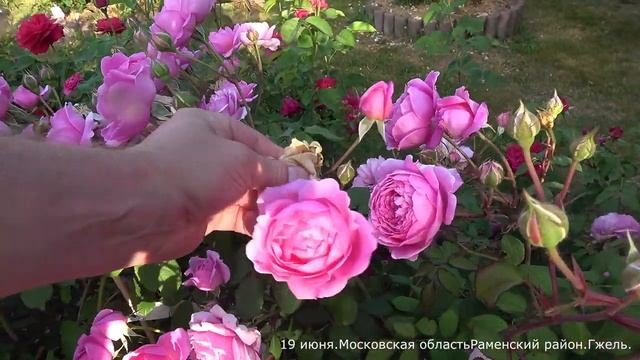 Роза Алан Титчмарш (Английская) - Alan Titchmarsh (Austin, 2005) смотреть онлайн