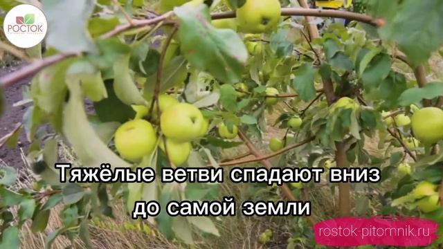 Яблоня карликовая Чудное ? смотреть онлайн