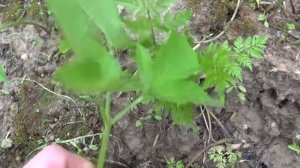 Как определить сныть. Признаки сныти. Дополненная версия