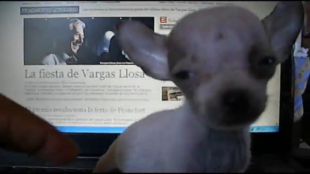 Autentico Micro Chihuahuas de Bolsillo en Venta - Hembras y Machos - Garantia x Escrito смотреть онлайн