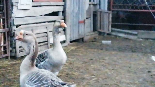 Семья серых холмогорских гусей