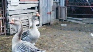 Семья серых холмогорских гусей