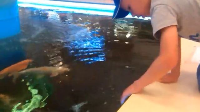 Японский карп кои (парчовый карп)❤ Позитивное видео для хорошего настроения смотреть онлайн