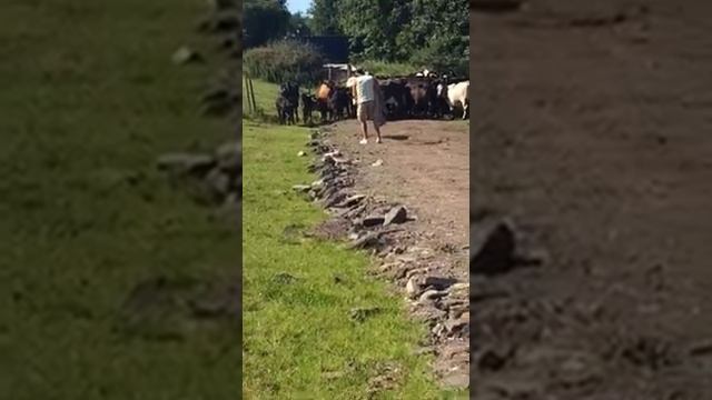 Moo moo I eat poo смотреть онлайн