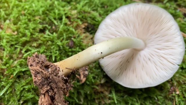 Pluteus cervinus (Плютей олений), August 31, 2020 смотреть онлайн