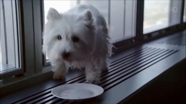 Реклама Цезарь Ноябрь 2020 смотреть онлайн